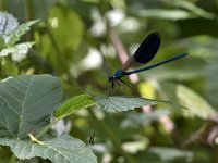 maudoc.com • Splendente comune - Calopteryx splendens •  IMG_8317.jpg   Splendente comune - Calopteryx splendens : Libellula