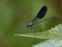 maudoc.com • Splendente comune - Calopteryx splendens •  IMG_8522.jpg   Splendente comune - Calopteryx splendens : Libellula