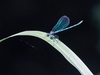 maudoc.com • Splendente di fonte - Calopteryx virgo •  IMG_2575.jpg   Splendente di fonte - Calopteryx virgo : Libellula