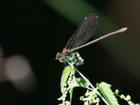 maudoc.com • Splendente di fonte - Calopteryx virgo •  IMG_2582.jpg   Splendente di fonte - Calopteryx virgo : Libellula