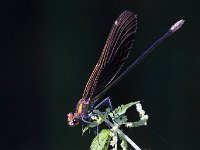 maudoc.com • Splendente di fonte - Calopteryx virgo •  IMG_2593.jpg   Splendente di fonte - Calopteryx virgo : Libellula