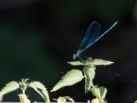 Splendente di fonte - Calopteryx virgo