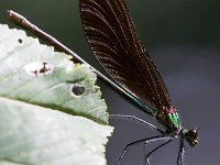 maudoc.com • Splendente di fonte - Calopteryx virgo •  IMG_2660.jpg   Splendente di fonte - Calopteryx virgo : Libellula