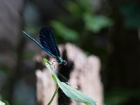 maudoc.com • Splendente di fonte - Calopteryx virgo •  IMG_2678.jpg   Splendente di fonte - Calopteryx virgo : Libellula