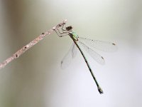 Verdina maggiore - Chalcolestes viridis