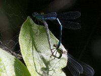 maudoc.com • Azzurrina comune - Coenagrion puella •  IMG_7654.jpg   Azzurrina comune - Coenagrion puella : Libellula