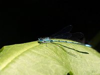 maudoc.com • Azzurrina comune - Coenagrion puella •  IMG_7661.jpg   Azzurrina comune - Coenagrion puella : Libellula