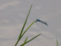 Azzurrina portacalice - Enallagma cyathigerum