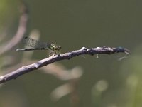 Occhirossi minore - Erythromma viridulum