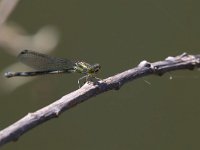 maudoc.com • Occhirossi minore - Erythromma viridulum •  IMG_7709.jpg   Occhirossi minore - Erythromma viridulum : Libellula