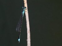 maudoc.com • Codazzurra comune - Ischnura elegans •  IMG_3480.jpg : Libellula
