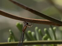 maudoc.com • Codazzurra comune - Ischnura elegans •  IMG_7771.jpg : Libellula