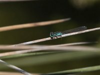 Codazzurra comune - Ischnura elegans