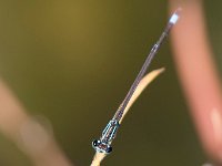 maudoc.com • Codazzurra comune - Ischnura elegans •  IMG_8026.jpg : Libellula