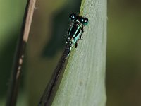 maudoc.com • Codazzurra comune - Ischnura elegans •  IMG_8924.jpg : Libellula