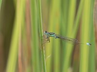 Codazzurra insulare - Ischnura genei