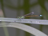 Codazzurra del Sahara - Ischnura saharensis