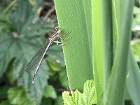 maudoc.com • Zampalarga comune - Platycnemis pennipes •  APUS7007.jpg : Libellula