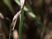 maudoc.com • Zampalarga comune - Platycnemis pennipes •  IMG_0279.jpg   ♀ : Libellula