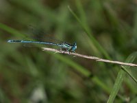 Zampalarga comune - Platycnemis pennipes