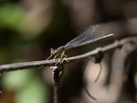 maudoc.com • Zampalarga comune - Platycnemis pennipes •  IMG_2644.jpg : Libellula