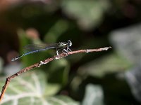 maudoc.com • Zampalarga comune - Platycnemis pennipes •  IMG_2708.jpg : Libellula