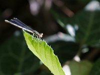 maudoc.com • Zampalarga comune - Platycnemis pennipes •  IMG_2722.jpg : Libellula