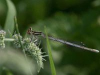 maudoc.com • Zampalarga comune - Platycnemis pennipes •  IMG_2838.jpg : Libellula