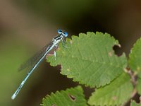 maudoc.com • Zampalarga comune - Platycnemis pennipes •  IMG_2905.jpg : Libellula