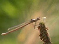 maudoc.com • Zampalarga comune - Platycnemis pennipes •  IMG_5082.jpg