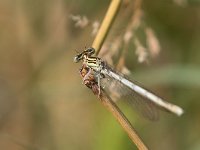 maudoc.com • Zampalarga comune - Platycnemis pennipes •  IMG_5093.jpg