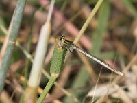 maudoc.com • Zampalarga comune - Platycnemis pennipes •  IMG_5094.jpg