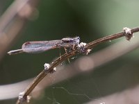 Invernina comune - Sympecma fusca