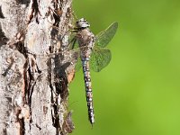 maudoc.com • Dragone azzurro - Aeshna caerulea •  Aeshna caerulea lapland01.jpg : Libellula