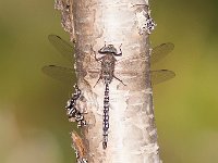 maudoc.com • Dragone azzurro - Aeshna caerulea •  Aeshna caerulea lapland02.jpg : Libellula