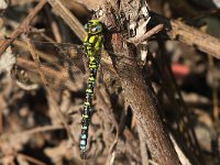 maudoc.com • Dragone verdeazzurro - Aeshna cyanea •  IMG_0410.jpg : Libellula