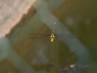 maudoc.com • Dragone verdeazzurro - Aeshna cyanea •  IMG_2181.jpg : Libellula