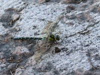 maudoc.com • Dragone verdeazzurro - Aeshna cyanea •  IMG_2406.jpg : Libellula