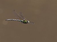 maudoc.com • Dragone verdeazzurro - Aeshna cyanea •  IMG_3199.jpg : Libellula