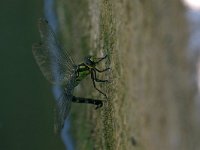 maudoc.com • Dragone verdeazzurro - Aeshna cyanea •  IMG_4002.jpg : Libellula