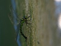 maudoc.com • Dragone verdeazzurro - Aeshna cyanea •  IMG_4005.jpg : Libellula
