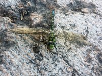 maudoc.com • Dragone verdeazzurro - Aeshna cyanea •  IMG_5819.jpg : Libellula