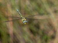 maudoc.com • Dragone verdeazzurro - Aeshna cyanea •  IMG_9910.jpg : Libellula