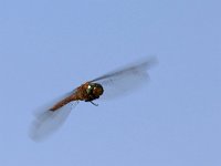 maudoc.com • Dragone occhiverdi - Aeshna isoceles •  IMG_8227.jpg : Libellula