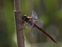 maudoc.com • Dragone occhiverdi - Aeshna isoceles •  IMG_8249.jpg : Libellula