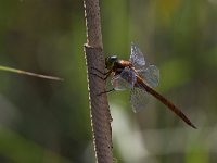 Dragone occhiverdi - Aeshna isoceles