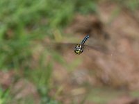 maudoc.com • Dragone alpino - Aeshna juncea •  IMG_1186.jpg : Libellula