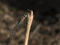 maudoc.com • Dragone autunnale - Aeshna mixta •  IMG_0059.jpg : Libellula