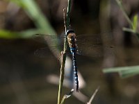 maudoc.com • Dragone autunnale - Aeshna mixta •  IMG_3353.jpg : Libellula