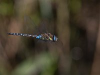 maudoc.com • Dragone autunnale - Aeshna mixta •  IMG_3441.jpg : Libellula